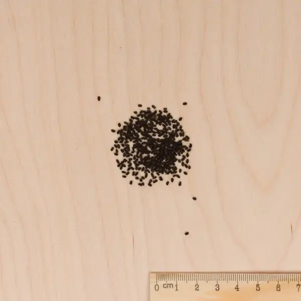 Fleurs - Pervenche de Madagascar en Mélange - MEDIA_3D